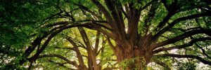 Pensiero arborescente e plusdotazione